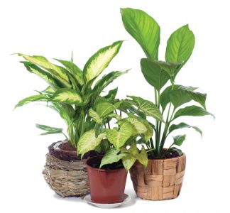 Fight Winter Blahs With Flowering Indoor Plants Image